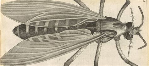 Hooke’s Books: Influences around Robert Hooke’s Micrographia – Circulating Now from the NLM ...