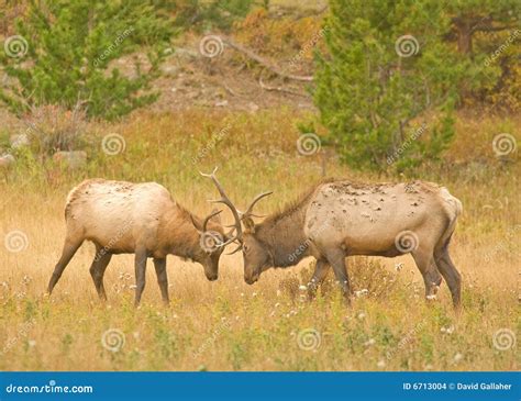 Elk Fighting Stock Images - Image: 6713004