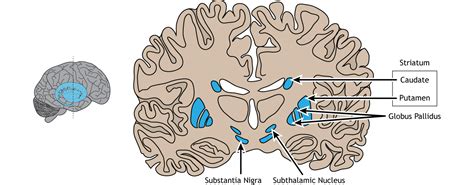 Basal Ganglia – Foundations of Neuroscience