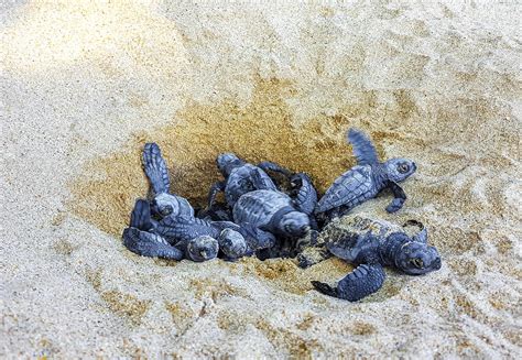 Small baby turtles crawl out sand Mirissa Beach Sri Lanka. 45904890 Stock Photo at Vecteezy