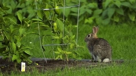 Using Fencing to Keep Rabbits Out of Your Garden