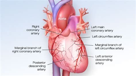 Arteries Of The Heart Diagram