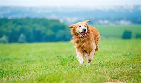 Dog Walking - Happy Paws