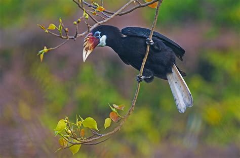 India has nine species of hornbill, most of which face the threat of hunting and habitat loss ...