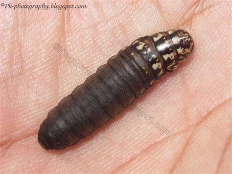 Bagworm Moth Bag | Nature, Cultural, and Travel Photography Blog