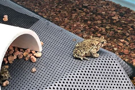 Wyoming Toad Conservation - CMZoo