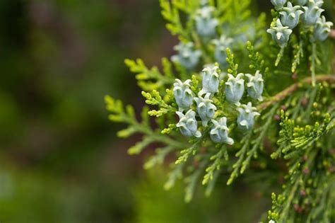 Premium Photo | Amazing blue seeds of thuja tree platycladus orientalis platycladus orientalis ...