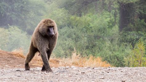 Ten Animals You'll Only Find in Ethiopia