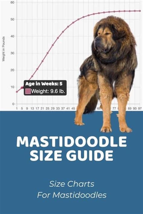 Whoodle Size Chart for Miniature, Medium, and Standard Whoodles