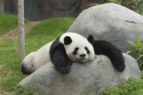 25 Aww-Worthy Photos of Animals Sleeping — Best Life