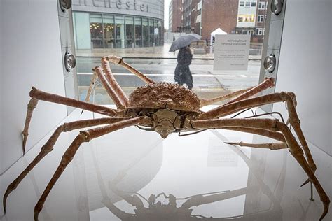 Giant Japanese Spider Crab