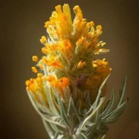 Nevada State Flower: Discover the Beauty of the Sagebrush