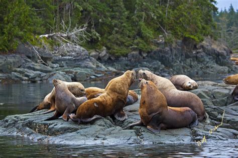 Wildlife Pictures Northern Vancouver Island