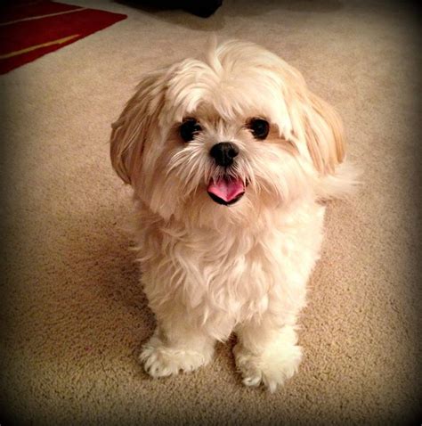 4 year old "Lexie" - Shih Tzu/Maltese mix | shih tzu maltese ...