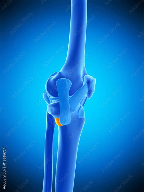 medically accurate illustration of the anserine bursa Stock ...