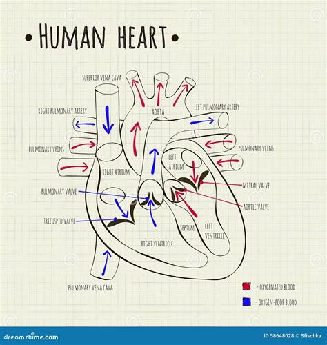 12+ Human Heart Diagram | Robhosking Diagram