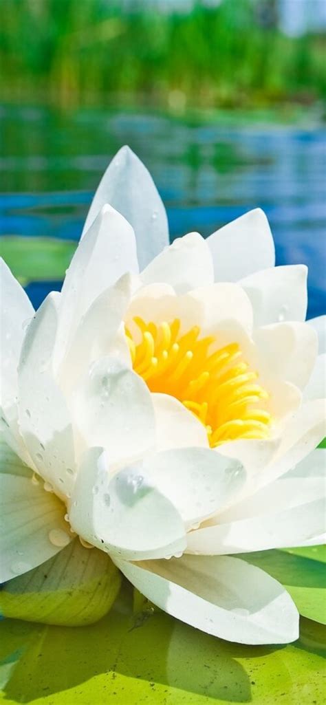 White Lotus Flower Wallpaper | WhatsPaper