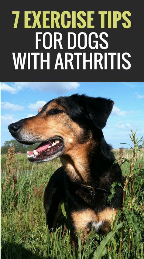 How to Exercise a Dog With Arthritis - Puppy Leaks | Dog training, Dog exercise, Dog training ...