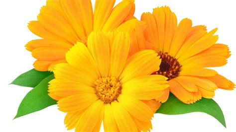 Calendula: Soothing Skin Relief in Scabies Treatment - AtoAllinks