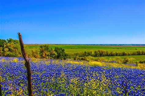 Texas Bluebonnets wallpapers, Earth, HQ Texas Bluebonnets pictures | 4K Wallpapers 2019