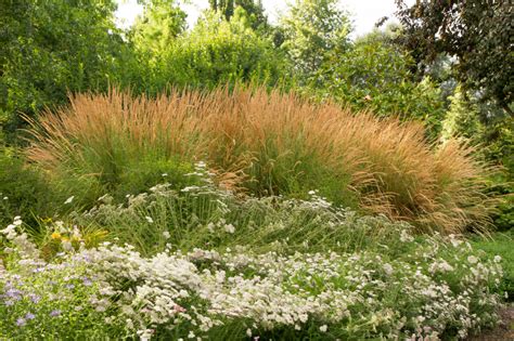 Feather Reed Grass Favorite: Karl Foerester – Farmside Landscape & Design | Feather reed grass ...