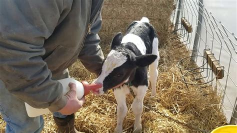 This is a newborn calf which I will show you how to start a bottle ...