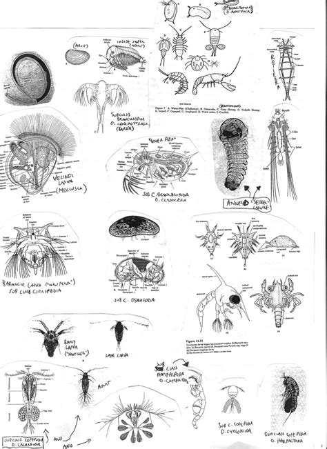 64 best images about Zooplankton on Pinterest | Ocean life, Country and The ocean