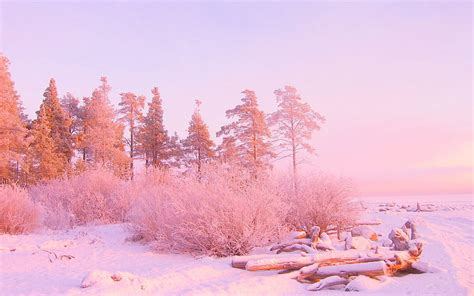 Winter, trees, snow drifts, logs, in december, light background HD wallpaper | Pxfuel