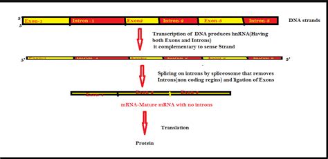 Difference Between Exons And Introns - slidesharetrick