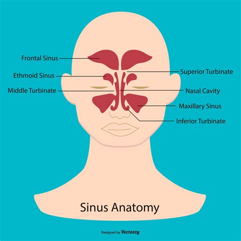 Sinus Anatomy Illustration 172412 Vector Art at Vecteezy