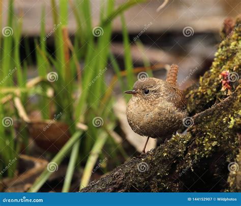 Little Winter Wren in Wetland Habitat Stock Image - Image of cute, outdoor: 144152907