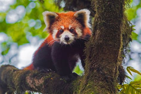 Red Panda Names (795 Best, Funny, Cute, Famous Ideas) | vlr.eng.br