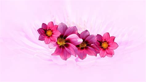 Pink Laptop Wallpapers - Wallpaper Cave