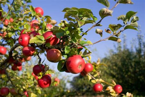 Apple Tree Care 101: How to Plant and Maintain Apple Trees