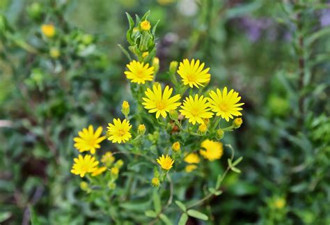 Sweet Southern Days: Fall Wildflowers