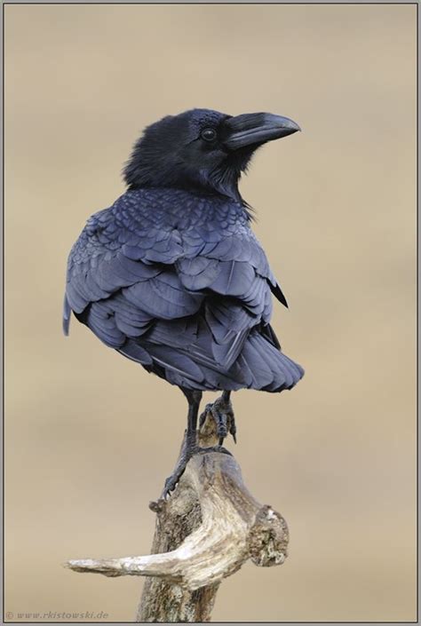 Ralf Kistowski | Pet birds, Crow bird, Crows ravens