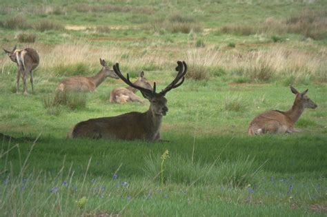 Photographs — Richmond Park — Deer — 20 May 2016 — 25 — wasaweb.net