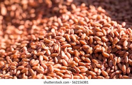 Hard Red Wheat Photos and Images | Shutterstock