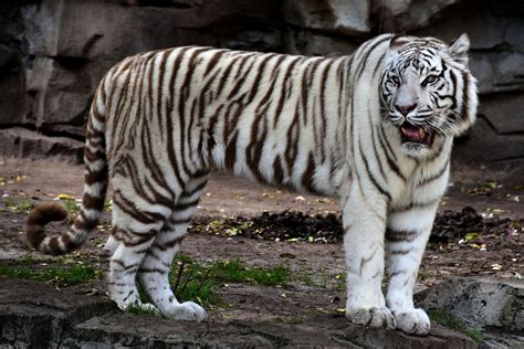 White Bengal Tiger Roaring at Busch Gardens in Tampa, Florida ...