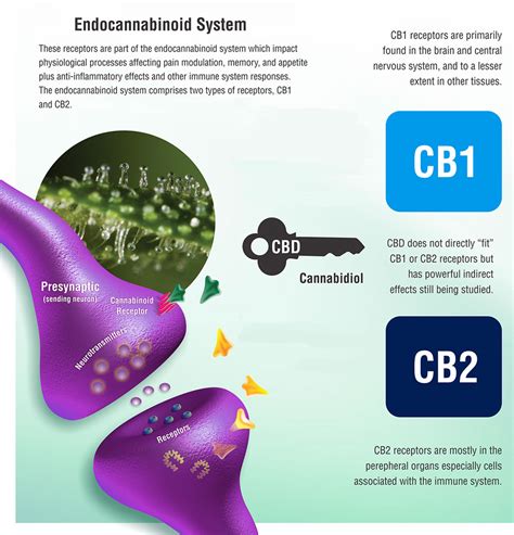 Decoding the Secrets of the Endocannabinoid System – Medical Marijuana