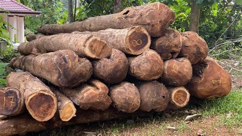 Kerala Forest Premium Teak Wood at Rs 2450/cubic feet | Pathanapuram | Kollam | ID: 2851587582830