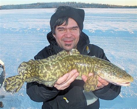 Burbot | Freshwater fish, Fish, Photos of fish