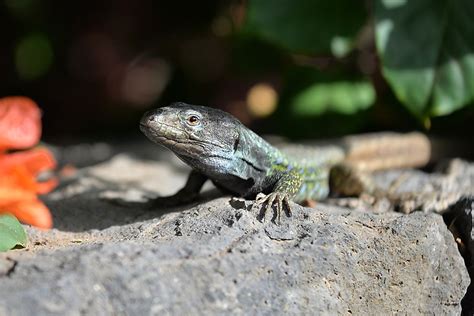 The Unique Animals Of The Canary Islands - WorldAtlas