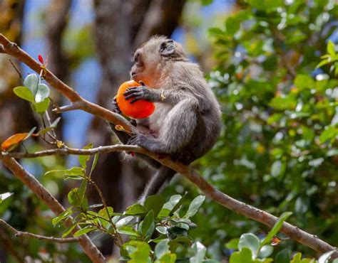 How to Keep Monkeys Away from Plants, Garden Vegetables, Fruits: Tips and Tricks