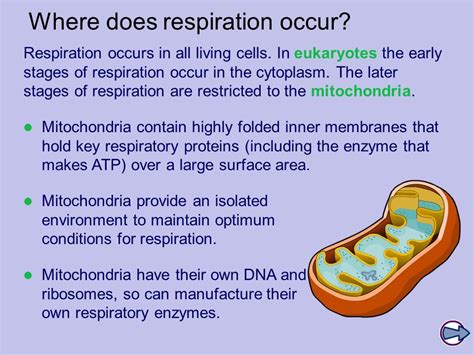 Cellular Respiration Takes Place In The Mitochondria Of Cells ...