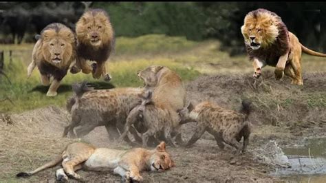 King Lion ferocious fighting Hyena, The battle between Hyenas and Lions has no end - YouTube