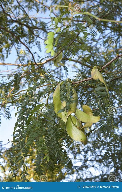 Fruit Close Up of Gleditsia Triacanthos Tree Stock Image - Image of nature, botanical: 126535297