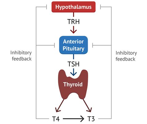 Thyroid Physiology | Thyroid Function - MedSchool