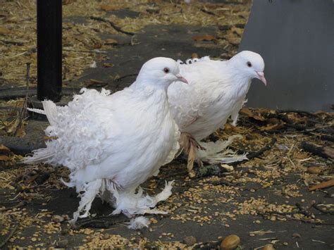 Meet The Coveted Frillback Pigeon, A Bird With Curly Feathers : r ...