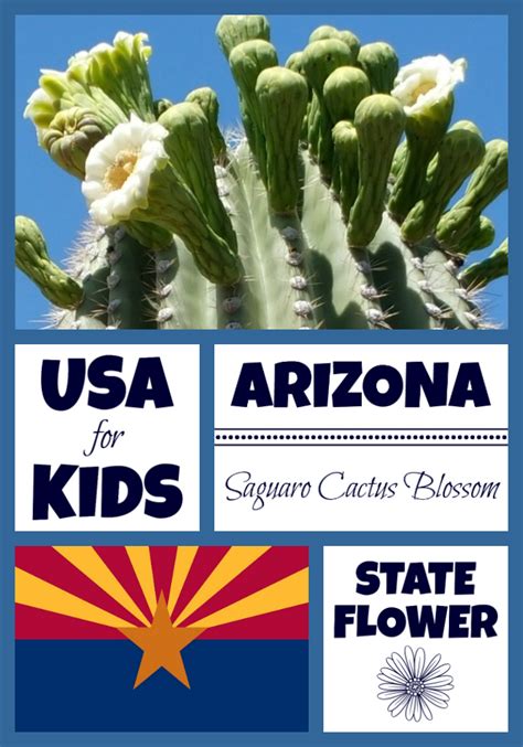 Arizona State Flower - Saguaro Cactus Blossom USA Facts for Kids